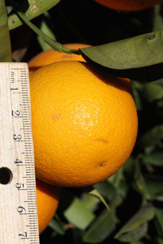              Fruit (Riverside, CA)       